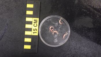Media type: image;   Invertebrate Zoology 153120 Description: live specimen;